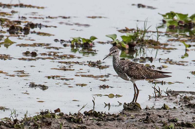 Lesser Yellowlegs, Hotel Pantanal Norte, Porto Jofre, Brazil