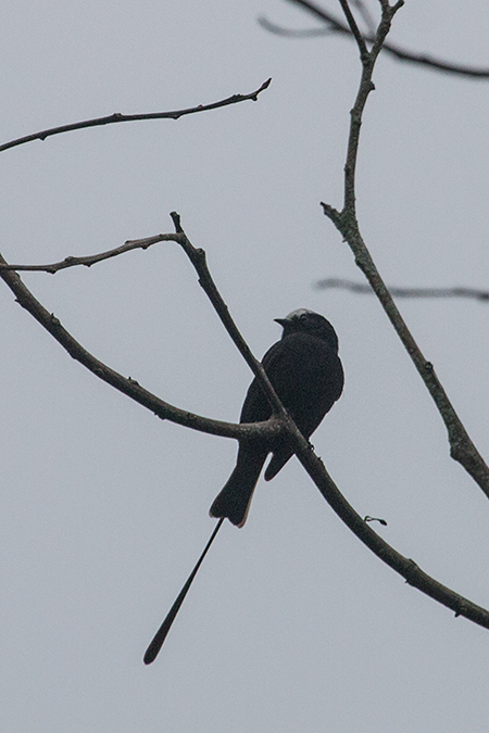 Long-tailed Tyrant, Itamambuca (Dirt Road), Brazil