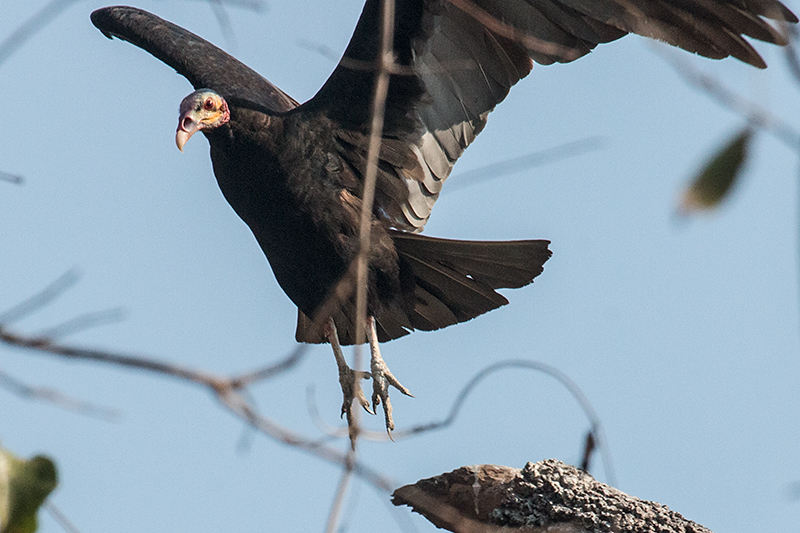 Lesser Yellow-headed Vulture, Piuval Lodge, Brazil