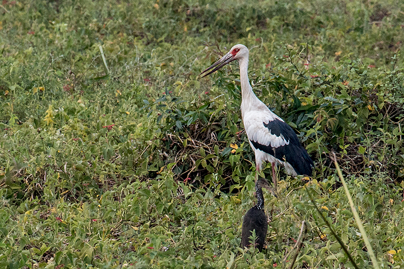 Maguari Stork, Transpantaneira Highway, Brazil