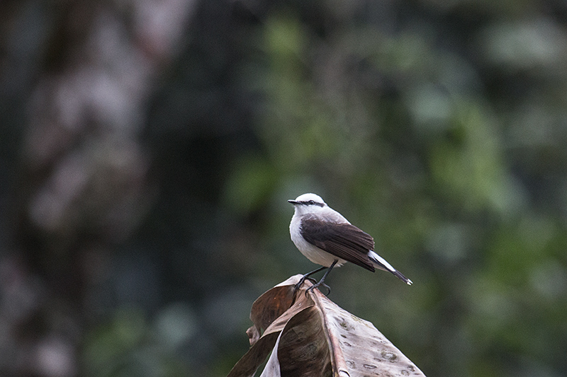 Masked Water-Tyrant, en route São Gotardo to Ubatuba, Brazil