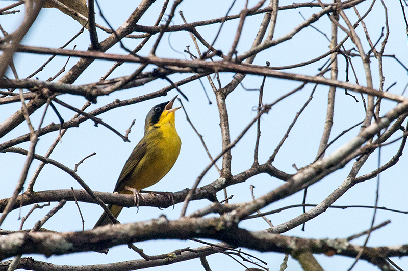 Masked Yellowthroat, Iguazú National Park, Argentina