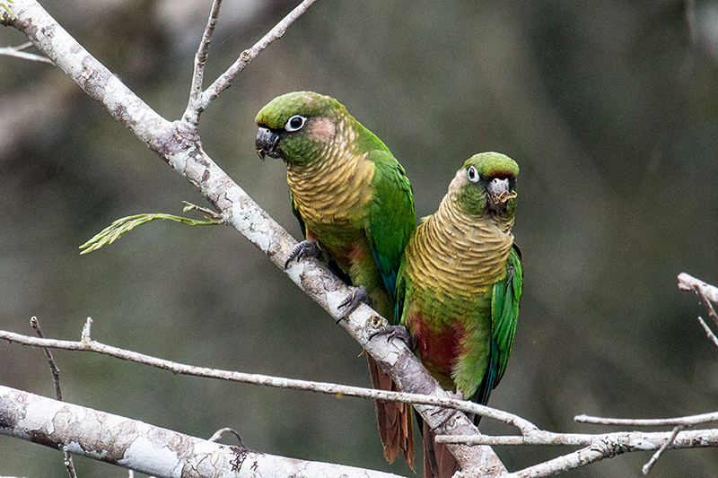 Maroon-bellied Parakeet, Parque Provincial Urugua-í, Argentina