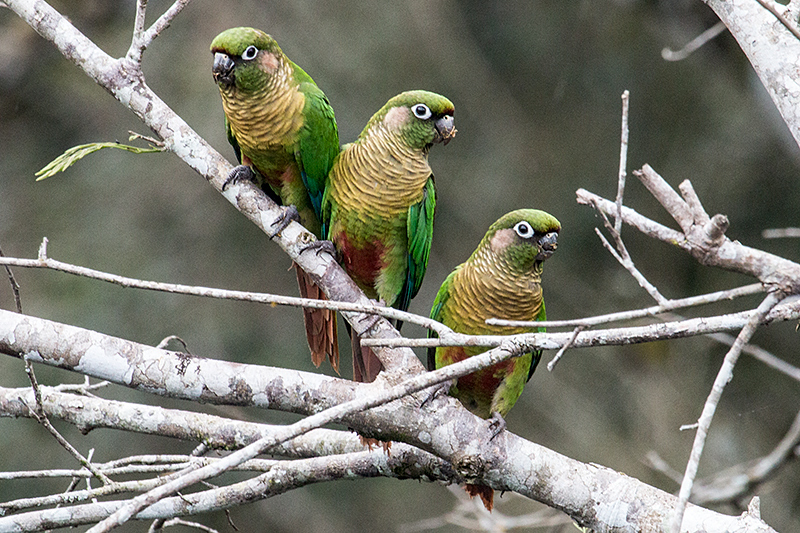 Maroon-bellied Parakeet, Parque Provincial Urugua-í, Argentina