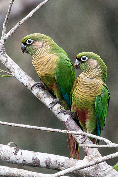 Maroon-bellied Parakeet, Parque Provincial Urugua-í, Argentina