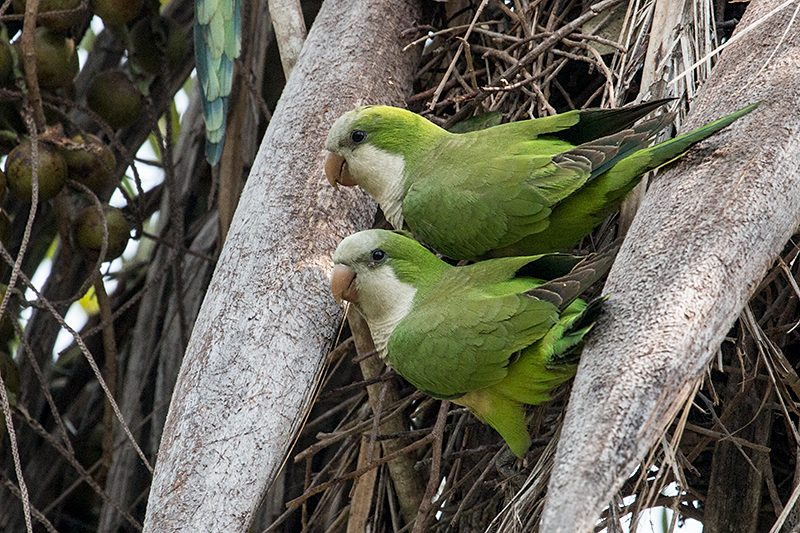 Monk Parakeet, Hotel Pantanal Norte, Porto Jofre, Brazil