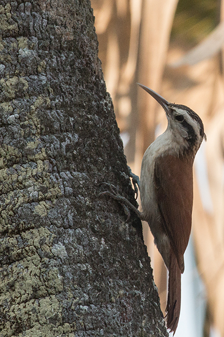 Narrow-billed Woodcreeper, Pantanal Mato Grosso Lodge, Brazil