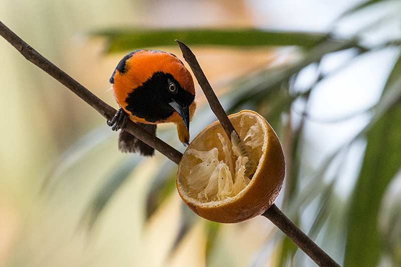 Orange-backed Troupial, Pantanal Mato Grosso Lodge, Brazil