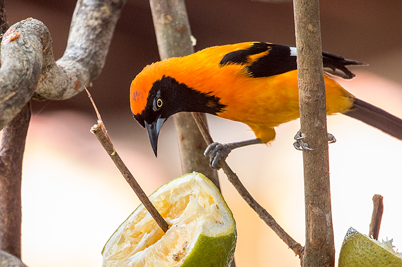 Orange-backed Troupial, Pantanal Mato Grosso Lodge, Brazil