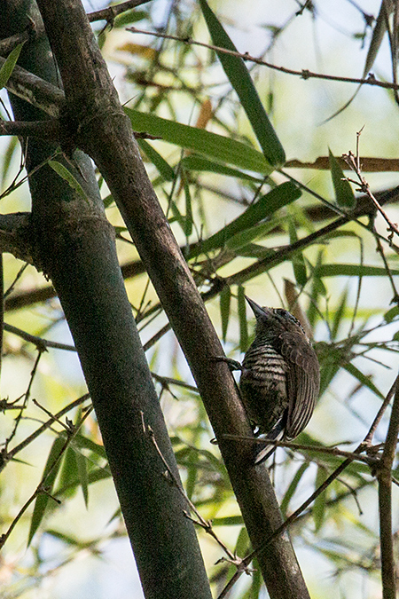 Ochre-collared Piculet, Parque Provincial Urugua-í, Argentina
