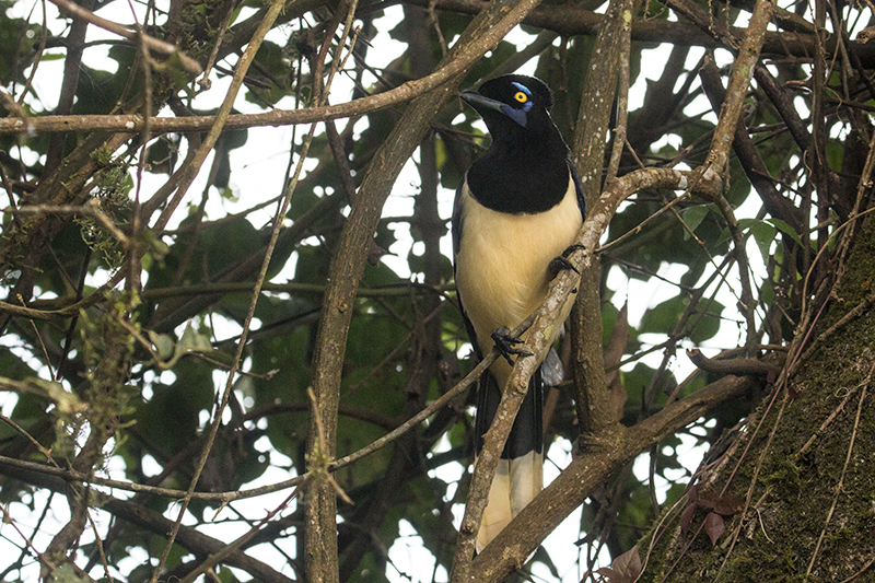 Plush-crested Jay, Parque Nacional do Igua�u, Brazil