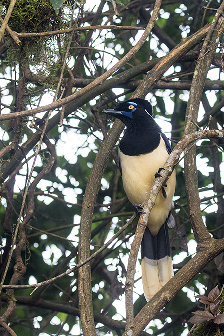 Plush-crested Jay, Parque Nacional do Igua�u, Brazil