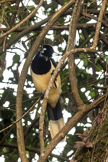 Plush-crested Jay, Parque Nacional do Igua�u, Brazil