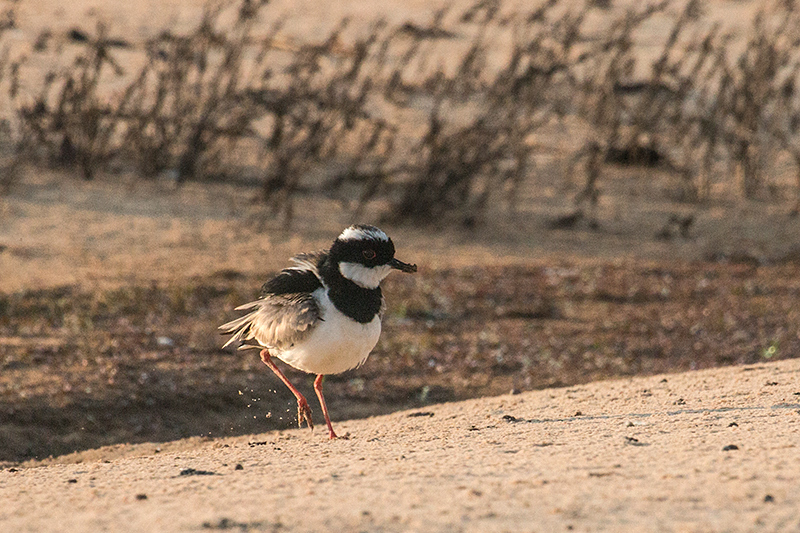 Pied Lapwing, Cuiabá River, Porto Jofre, Brazil