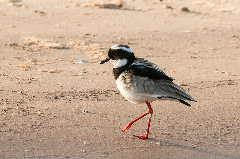 Pied Lapwing, Cuiabá River, Porto Jofre, Brazil