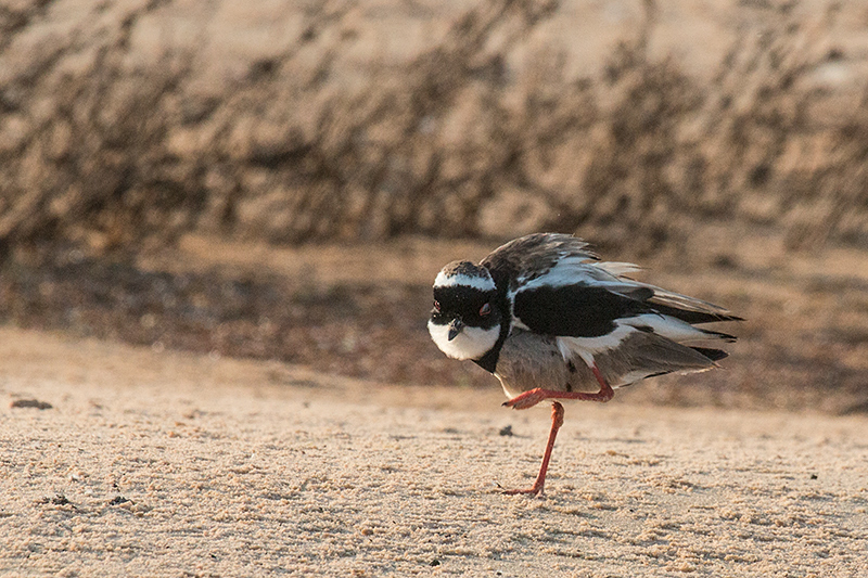 Pied Lapwing, Cuiabá River, Porto Jofre, Brazil