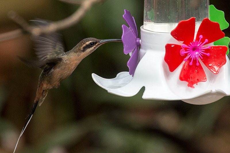 Planalto Hermit, Jardin de los Picaflores, Puerto Iguazú, Argentina