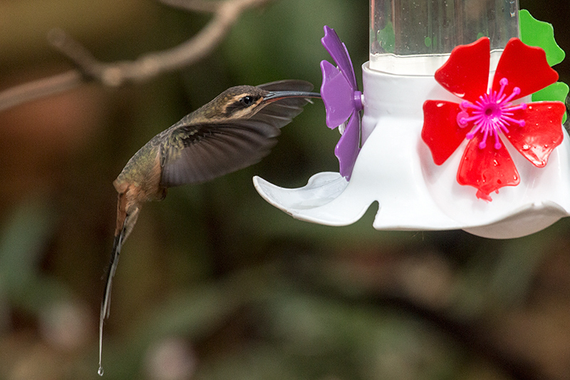Planalto Hermit, Jardin de los Picaflores, Puerto Iguazú, Argentina
