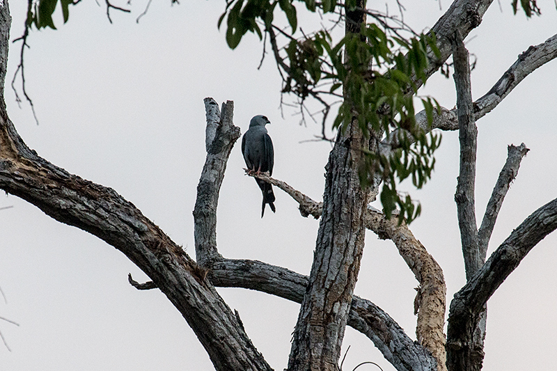 Plumbeous Kite, Pousada Currupira das Araras, Brazil