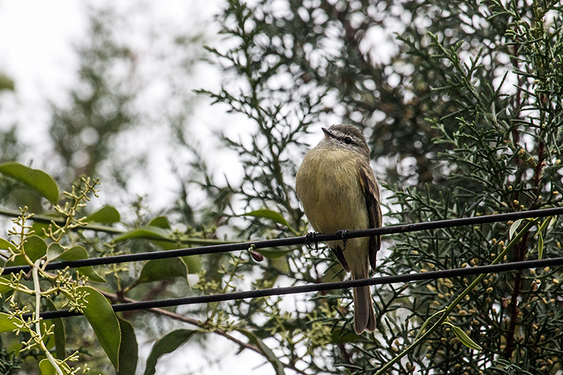 Planalto Tyrannulet, en route São Gotardo to Ubatuba, Brazil
