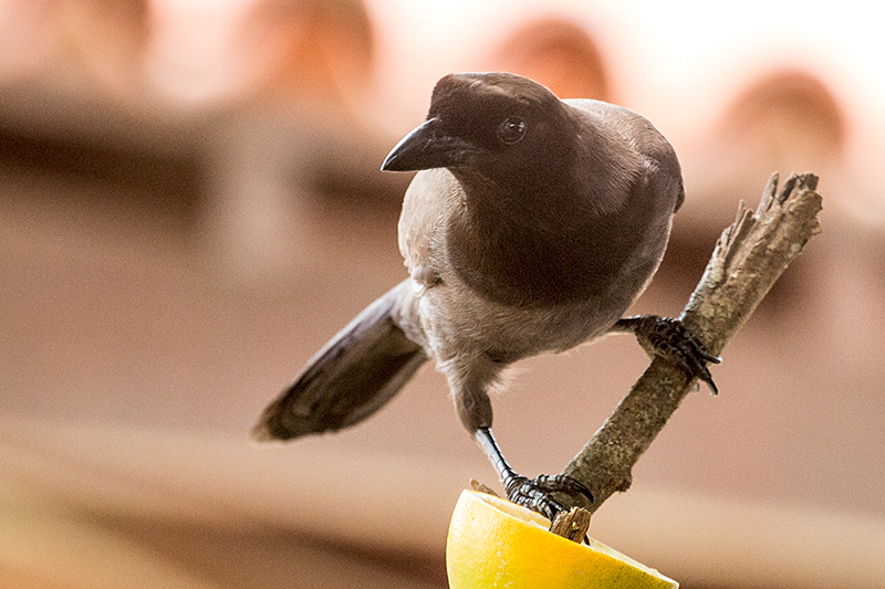 Purplish Jay, Pantanal Mato Grosso Lodge, Brazil