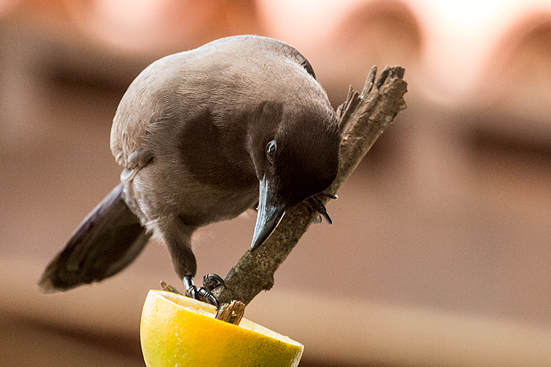 Purplish Jay, Pantanal Mato Grosso Lodge, Brazil