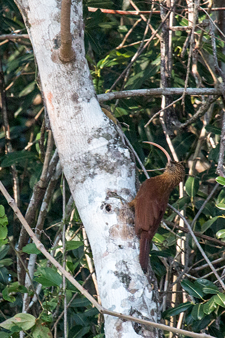 Red-billed Scythebill, Cuiabá River, Porto Jofre, Brazil