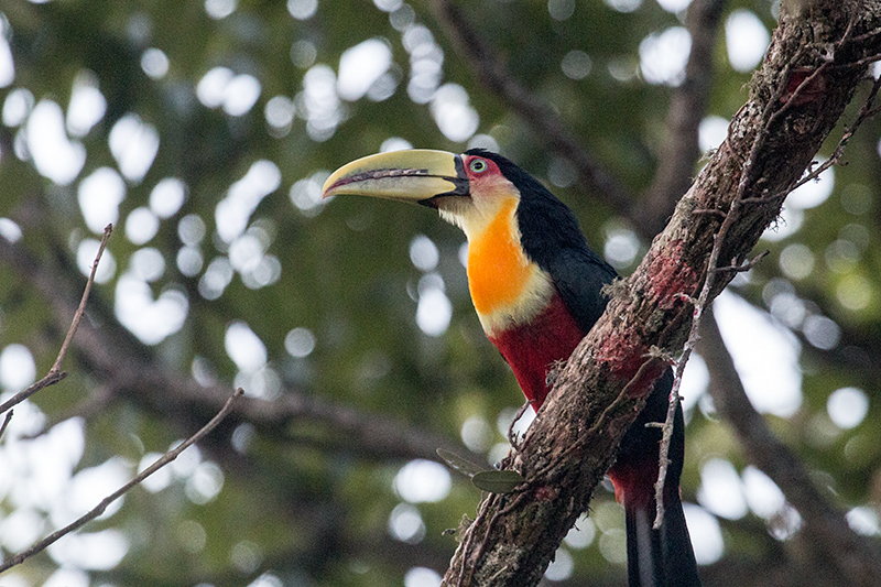Red-breasted Toucan (Green-billed Toucan), Hotel do Ype, Parque Nacional do Itatiaia, Brazil