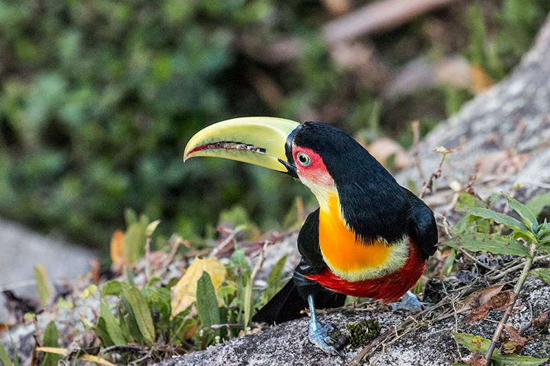 Red-breasted Toucan (Green-billed Toucan), Hotel do Ype, Parque Nacional do Itatiaia, Brazil