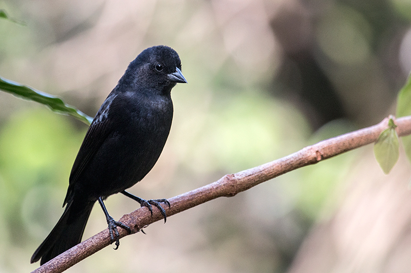 Male Ruby-crowned Tanager, Jardin de los Picaflores, Puerto Iguazú, Argentina