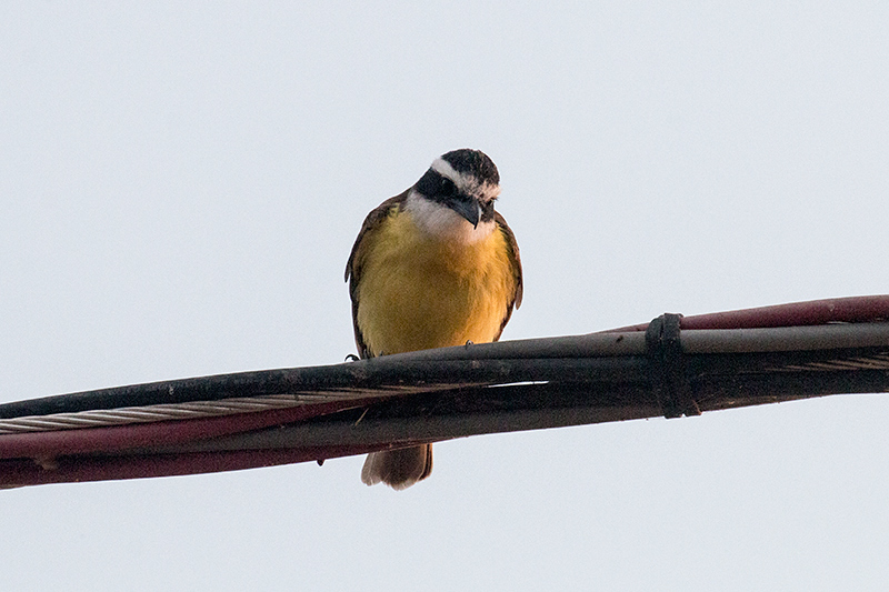 Rusty-margined Flycatcher, Piuval Lodge, Brazil