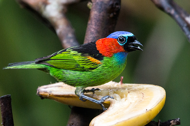 Red-necked Tanager, Jonas’s Feeders, Folha Seca Road, Ubatuba, Brazil