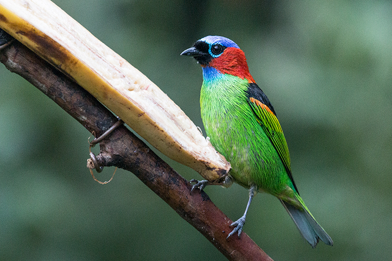 Red-necked Tanager, Jonas’s Feeders, Folha Seca Road, Ubatuba, Brazil