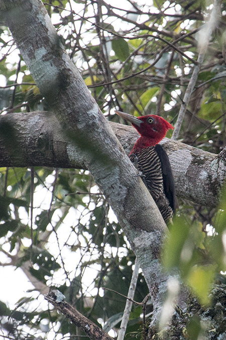 Robust Woodpecker, Iguazú National Park, Argentina