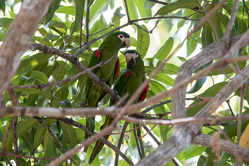 Red-shouldered Macaw, Pousada Currupira das Araras, Brazil