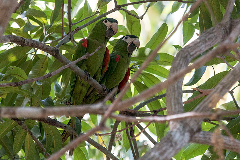 Red-shouldered Macaw, Pousada Currupira das Araras, Brazil
