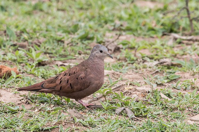 Ruddy Ground-Dove, Hotel Pantanal Norte, Porto Jofre, Brazil