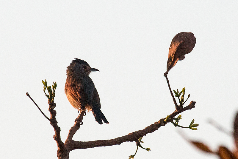 Rufous-winged Antshrike, Įgua Fria Dirt Road, Brazil