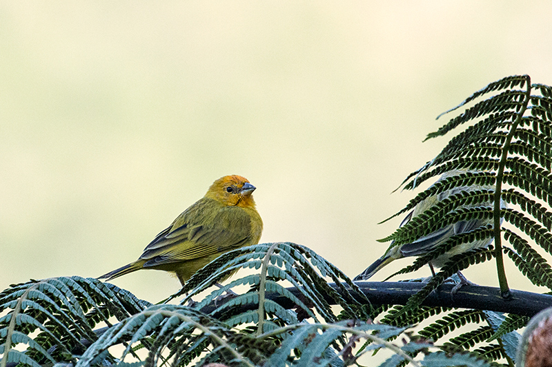 Saffron Finch, Hotel do Ype, Parque Nacional do Itatiaia, Brazil