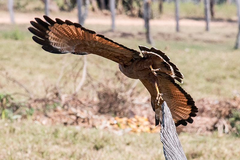 Savanna Hawk, Piuval Lodge, Brazil