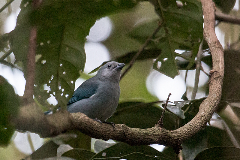 Sayaca Tanager, Foz do Iguaçu, Brazil