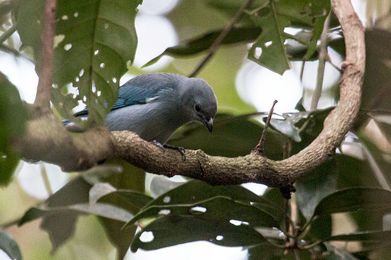 Sayaca Tanager, Foz do Iguaçu, Brazil