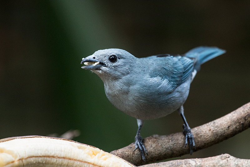 Sayaca Tanager, Jardin de los Picaflores, Puerto Iguaz�, Argentina