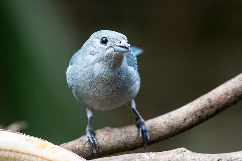 Sayaca Tanager, Jardin de los Picaflores, Puerto Iguaz�, Argentina