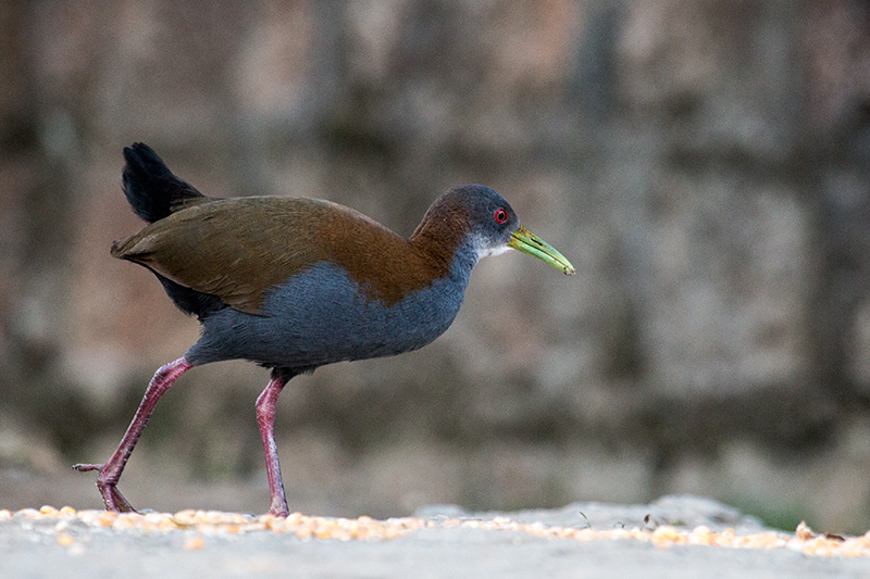 Slaty-breasted Wood-Rail, Hotel do Ype, Parque Nacional do Itatiaia, Brazil