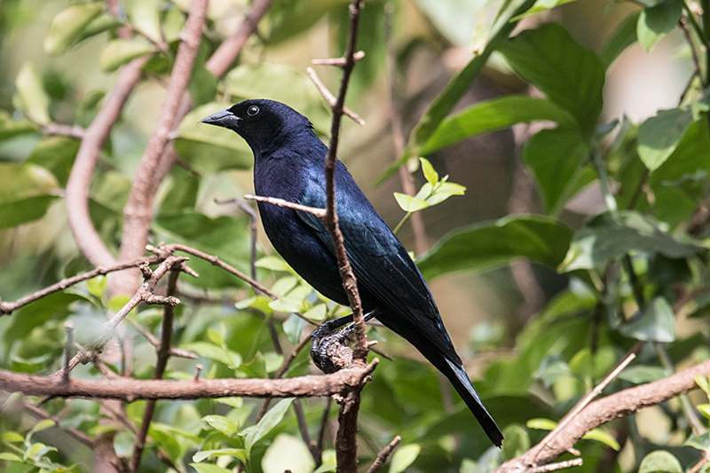 Shiny Cowbird, Jardin de los Picaflores, Puerto Iguazú, Argentina