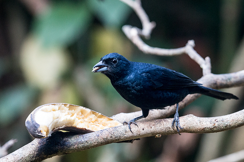 xxxx, Jardin de los Picaflores, Puerto Iguazú, Argentina