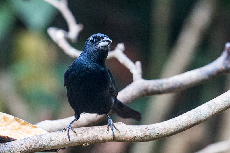 xxxx, Jardin de los Picaflores, Puerto Iguazú, Argentina