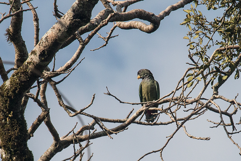 Scaly-headed Parrot, Iguazú National Park, Argentina
