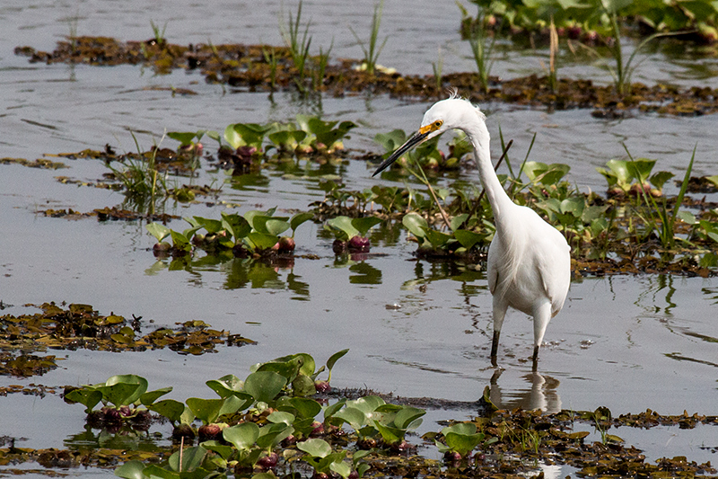Snowy Egret, Hotel Pantanal Norte, Porto Jofre, Brazil